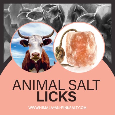 animal lick salt two