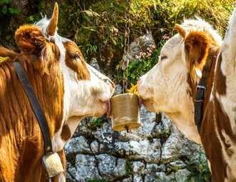 Importance of Himalayan Animal Lick Salt Block for Livestock Health