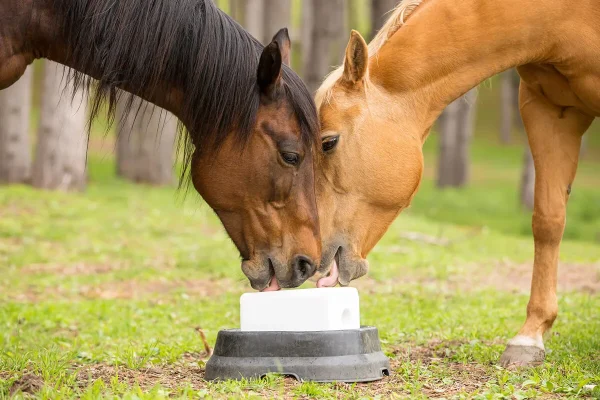 compressed animal lick salt